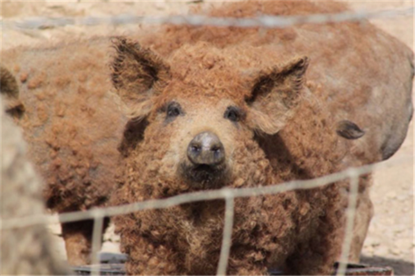 7、相比起来，美国农民养的猪就很普通了。图为美国常见的兰德瑞斯猪，在中国统称为长白猪，原产丹麦。