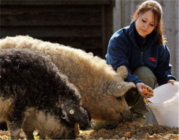 8、还有一种美国农民最常养殖的杜洛克猪，是美国原产猪，也是世界著名的瘦肉型猪种之一。