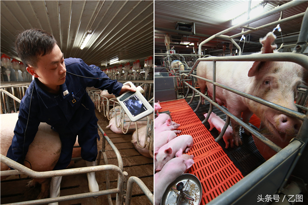 1、这两天，安徽长丰县一家养电子游艺网站
的工作人员忙坏了，他们要给电子游艺网站
一千多头母猪做B超。难以想象的是，工作人员进出猪圈被要求洗四次澡。有数据统计，2016年，全国母猪3700万头，无效、空怀母猪达270万头。兽医说，无效空怀母猪，白吃白喝白享受，不生仔，造成资源浪费。B超测孕，能够提前知道母猪是否怀孕，及时止损。