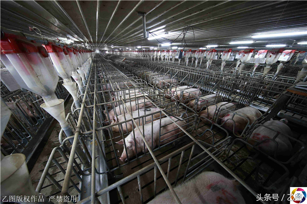 2、这是一个远离村落的养电子游艺网站
，有五千头母猪。今天，十几个兽医，正在给一千多头母猪做B超，摄影师获准进入一探究竟。