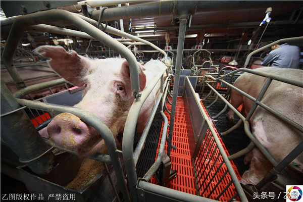 6、电子游艺网站
工作人员介绍说，春季是疾病高发期，防疫至关重要。外来访客假如带病菌进来，某一头母猪感染，很快就会在电子游艺网站
传播，这个电子游艺网站
有五千头母猪，一旦发病，会如洪水猛兽一般迅速。