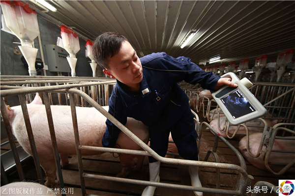 9、只见兽医将探头涂上耦合剂，在母猪后腿和腹部连接的三角区滑动。显示屏出现波纹一样画面，“这个怀了。”几个小时下来，一千头猪测完，“受孕率百分之百。”厂长闻听后，开心地笑了。