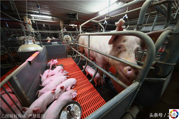 10、据悉，这是一个专门饲养母猪的养电子游艺网站
。里面有备孕舍、待产舍、分娩室。备孕室是用来给母猪备孕的，里面空间宽松，旁边还配备了一个运动场，供母猪强身健体，等母猪在此处达到怀孕的身体条件，就接受人工受孕。