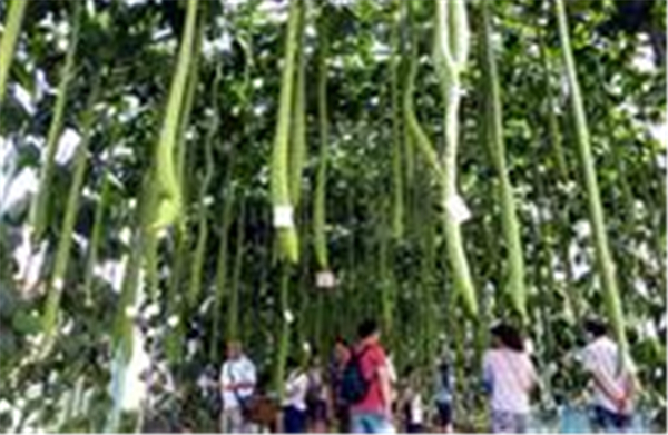 巧用丝瓜治疗母猪疾病，这几个方法值得收藏！