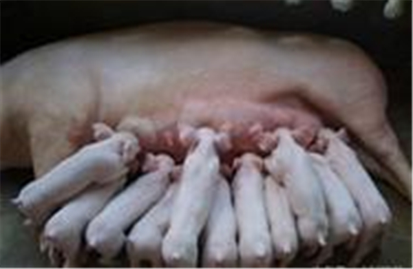 2、丝瓜可治疗产后不发情：方法、用丝瓜络250克,切碎煎汤,给母猪自由饮用，可治疗母猪产后不发情。