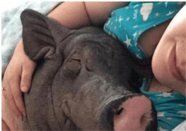 1.随着大家生活条件变得越来越好，越来越多家庭选择养宠物，当然宠物也不仅限于猫猫狗狗了。鸟类，蜥蜴蛇都大有人在。甚至有个姑娘竟然还养起了猪！