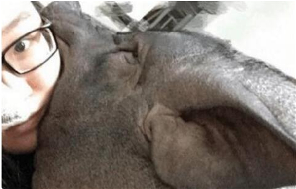 3.今天要说的是一个妙龄少女居然养起来了猪，当然不是为了卖钱而养的，是把它当成宠物，同吃同睡的那种！姑娘每天都会抱着自己的猪睡觉，因为猪的太肥大了，还有过曾经差点被压窒息的经历！网友看到之后纷纷表示现在的姑娘也太重口味了，找个男朋友难道不好么？