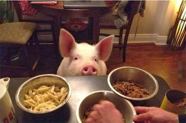 1.这只猪名字叫做埃斯特，是在一年前，由一对加拿大夫妻领养的，刚开始，他们以为这是一只宠物猪，结果埃斯特却越长越大。