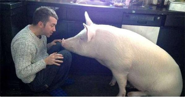 5.平时的埃斯特很乖，也很爱干净，它每天都会到固定的地方排便，也很喜欢洗澡，唯一不好的是，埃斯特的饭量真的很大。