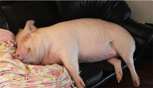 6.詹金斯说，他很喜欢看埃斯特睡觉的样子，他感觉埃斯特睡觉的样子很幸福，他们对此感到很骄傲。