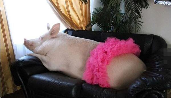 4.但是夫妻二人跟埃斯特的关系已经非常好了，所以，他们放弃了送走埃斯特的念头，还是和往常一样继续照顾埃斯特。