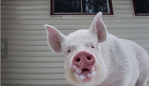 3.但是事情很快出现了变化，詹金斯夫妇发现埃斯特越长越大，他们才意识到埃斯特可能不是一只宠物猪。