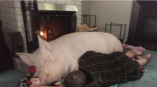 7.他们对埃斯特越来越喜欢，甚至蔓延到了整个群体，詹金斯夫妻放弃了吃电子游艺平台
的习惯，他们觉得猪是在是太可爱了，他们不忍心下口。