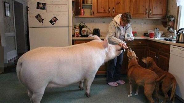 8.现在的埃斯特已经长到了670磅，成为了这个家里的庞然大物，平时还会跟狗狗抢食，但是狗狗都不会反抗，因为打不过。