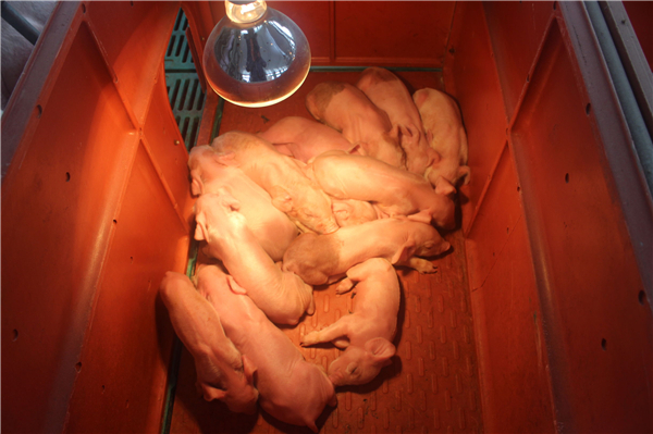 3.为了给猪保暖，他另外在猪舍外面加了一层塑料大棚。通过这一点看出来了他的用心成度。仔猪在保温箱内，上面有红外线灯泡，下面有电热板，很是舒服。