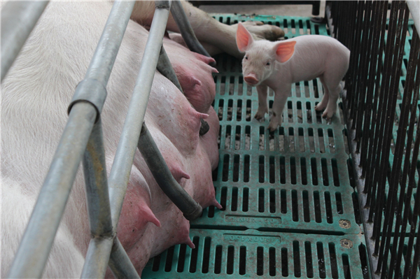 5.这小猪嫌保温箱里热，趴在外面睡觉。他养的母猪奶水充足，小猪断奶都在16斤以上。想知道他给母猪喂的什么吗？ 他说，让母猪干活，首先必须给母猪提供合理的营养，他选择的母猪料都是大厂、大牌，关键是最贵的母猪料，他说，物美价廉的饲料就生产不出来。