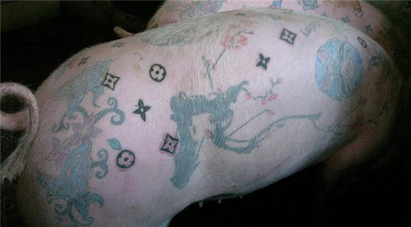 3.但是也有动物权益保护者指出，艺术家们让猪遭受不必要痛苦，只是为了帮他们赢取商业利润。德尔瓦对此回应称：“有才能和远见的艺术家不会靠虐待动物来吸引眼球。