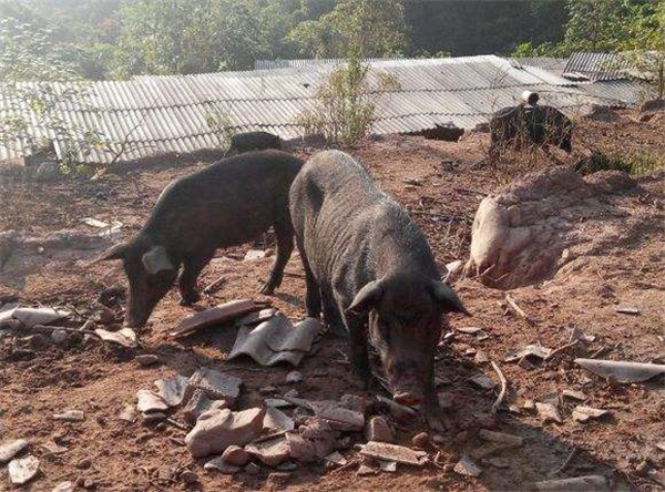 1.大多数人的印象中，猪一直都是被圈养的，有人见过在山上放养的猪嘛？恐怕很少人说见过。今天我们来到张永安养殖户的家中，一起来见识一下什么是“生态跑猪”。