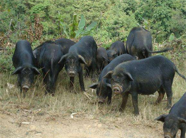 3.当时基本上养殖户家里面的猪舍都是建在平地上的，然而张永安却把猪舍建在了400多米的半山腰上。猪舍一年四季都是大门敞开，100多头生猪就这样散养在山林里面，任由它们在树林中悠哉悠哉的游玩，觅食。80多亩的山林就是它们生长的天堂。