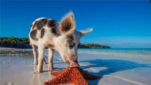 5、当地人也不会去猎杀它们，让它们在这幸福地生活，看到这些猪的生活“美滋滋”的，作为苦逼的上班族都觉得十分羡慕。