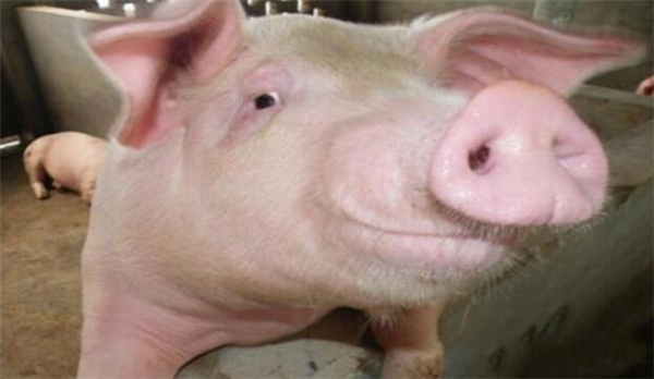 3、这时候可以观察到积极主动而且乐观的猪更可能在两个位置之间查看食物是否是美味的食物。无论它们的居住环境是什么样子的，它们总是对事物报以乐观的态度。