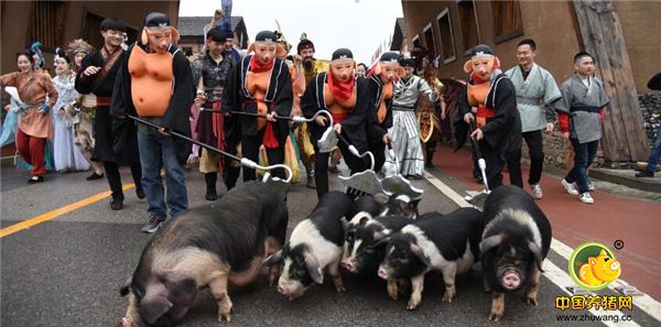 花猪领跑 宁乡千名游客炭河古城“光猪跑”