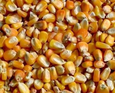 风达饲料收购玉米小麦高粱木薯淀粉碎米等原料