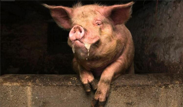 农夫醉酒与猪搏斗！