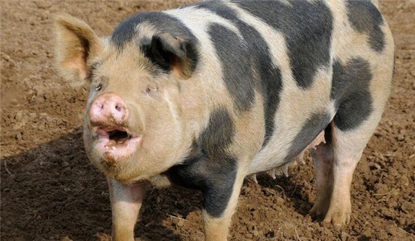 3、墨西哥有一位农夫，有60多岁了，一天他喝醉了酒跟猪搏斗