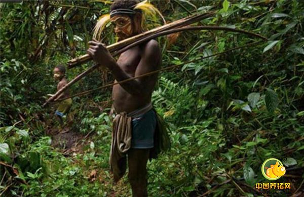 2、巴族部落人民爱猪如命，天天和猪睡在一起。