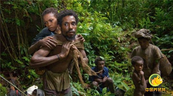 3、这里的人结婚男方的彩礼就是猪，如果新娘长得漂亮，新郎送的猪就多。