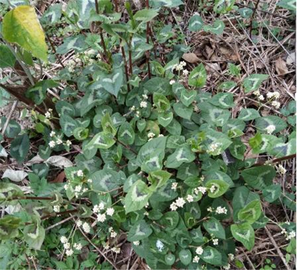 农村母猪不肯吃食，教你一招马上解决 农村就找得到