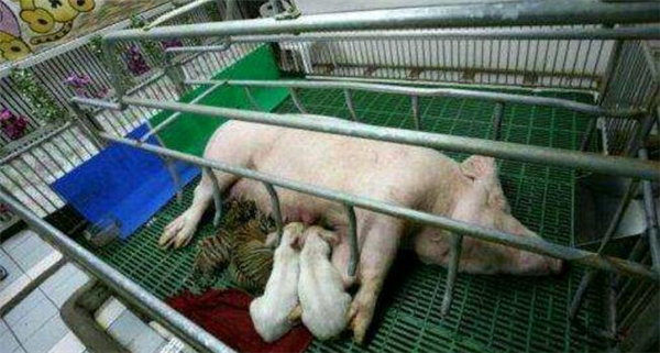 2、一起和小猪喝猪奶