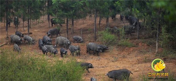 2、面对亏本的养猪行情，眼睛不要总是盯着市场，而应更多关注自己猪,我们不能左右市场但我们能改变电子游艺网站
（生产现状），通过有效管理，最大限度挖掘猪的生产潜能。行情差，能够少赔钱。