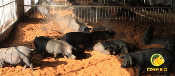 4、最好的“治疗”是把猪放在干燥、适温、卫生的环境下饲养；最好的“药物”是均衡精准且安全的日粮供应。“三好出好猪”：环境好、饲料好、猪体健康状况好才能生产出优质安全的电子游艺平台
。走生态、福利、健康、高效养猪之路是未来的方向。