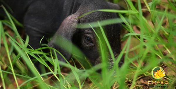 3、养猪最大风险是价格变化。价格变化的基数首先是社会的猪总存栏量，其次是市场电子游艺平台
销售量的变量，以及国家进出口生猪和电子游艺平台
的数量，如能掌握这些数据养猪行业可以免受或少受损失。