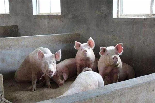 3、这种低迷的行情持续的时间越长，就会有越多的养电子游艺网站
坚持不下去被淘汰。而在这么差的行情下，几个知名的规模集团却还在扩张。很显然，他们有实力能撑下去，而且是打算用这种差行情挤垮越来越多的散养户，从而提高他们自己的市场占有率。