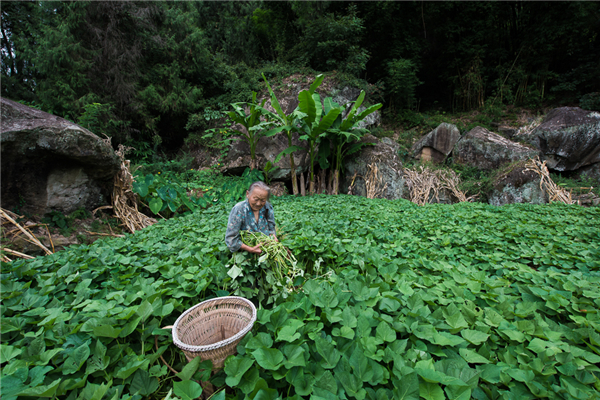 5、老奶奶一个人养了一头猪，这些红薯藤被收割后剁细，将和其他饲料混合煮成猪食。