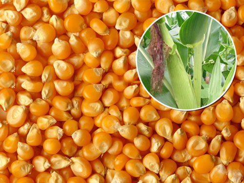 岳阳饲料厂求购玉米