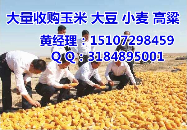 哪里高价收购玉米|收购玉米|垄上收购