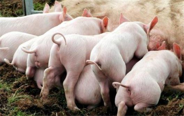 电子游艺网站
里面，现在养母猪能挣钱吗？