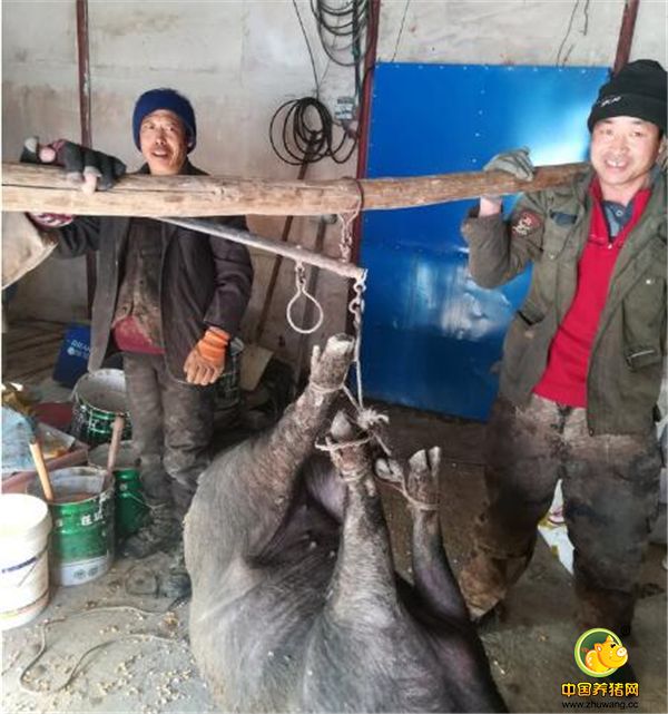 7、黑山猪体质强健，耐力极强，肌肉中红肌含量高，所以有“嚼头“”。黑山电子游艺平台
谷氨酸含量高于普通电子游艺平台
。