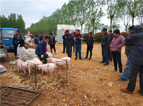 6、卖的最好的当属二代猪，二代猪繁育三代猪仔，小猪体型好，瘦肉率高，卖的价格也好一些，图为：来小猪市场购买小猪的当地养猪户。