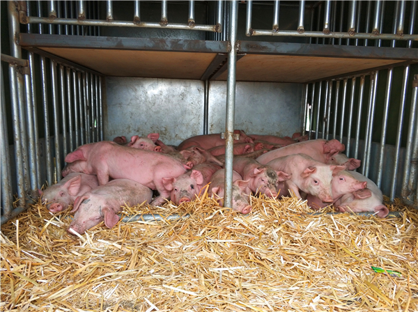 9、很多养猪户最担心的就是买到外地猪，很可能水土不服，回家后就生病容易死掉，这一窝小猪被烤“乳猪”的买走，每头价格150元。