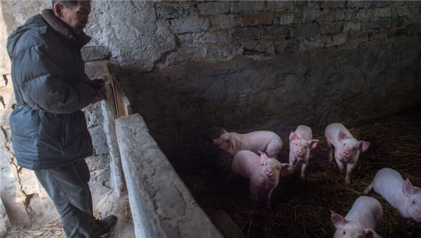 靠着一头争气的母猪 深山贫困户过上好日子