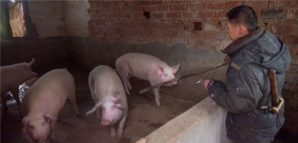 9、莫打架莫打架，多吃点多着点肉”万劲松喜爱的看着自己的劳动成果，这几头猪是老母猪产下的第一窝仔，长得膘肥体壮，年底找老万定过年电子游艺平台
的人特别多，几头电子游艺平台
早被别人订完，老万心里盘算着今年终于可以让一家老小过个好年。