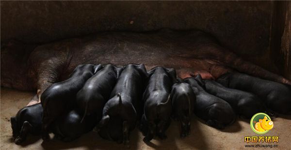 1、安徽郎溪，农村家庭农场内养殖的皖南黑土猪。