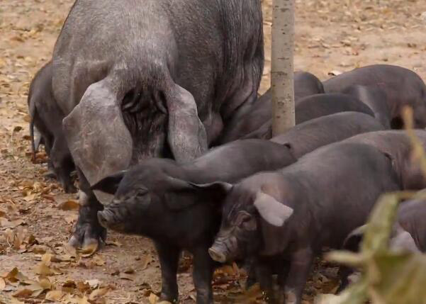 养殖户怎样才能安心养殖？猪粪无害化处理 加工生产有机肥