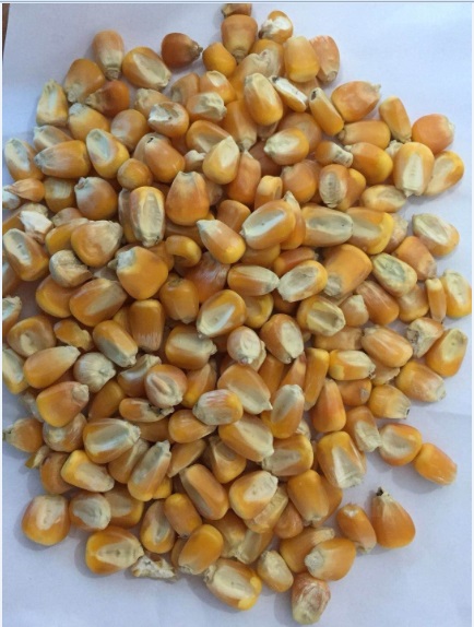 求购大量玉米高梁小麦油糠次粉棉粕菜粕等饲料原料