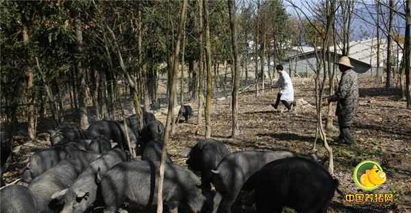 3、除了野猪，肖辉大山里还养着500多头本地黑猪，300多只羊，2000多只鸡。肖辉小学时就会做生意，用2到5毛钱收购同学的鲜香菇，同学们每次从家摘一朵两朵香菇也不会被父母发现，肖辉收购后回家晒干一斤能卖100多元。肖辉说：“那个时候我从不缺零花钱。”